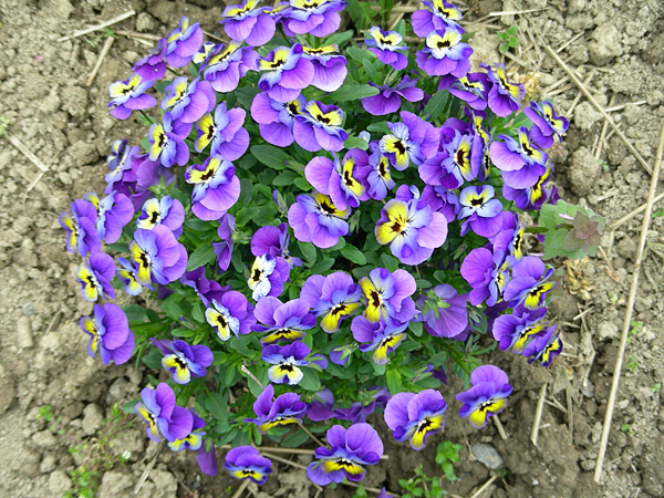 pansy in flower